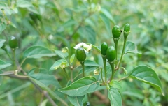 Capsicum baccatum baccatum