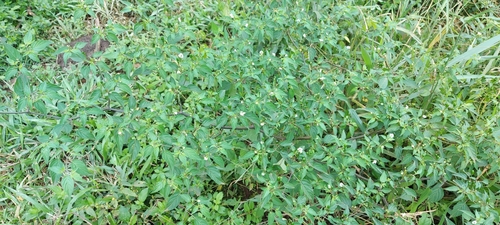 Capsicum baccatum