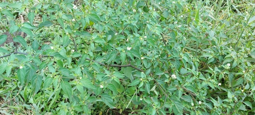 Capsicum baccatum