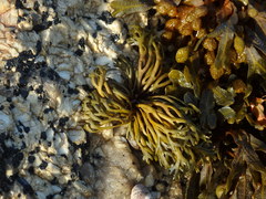 Pelvetia canaliculata