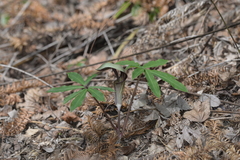 Arisaema silvestrii