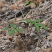 Arisaema silvestrii - Photo (c) rhinolin, some rights reserved (CC BY-NC), uploaded by rhinolin