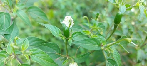 Capsicum baccatum