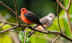 Pyrocephalus rubinus