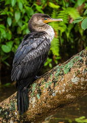 Nannopterum brasilianum