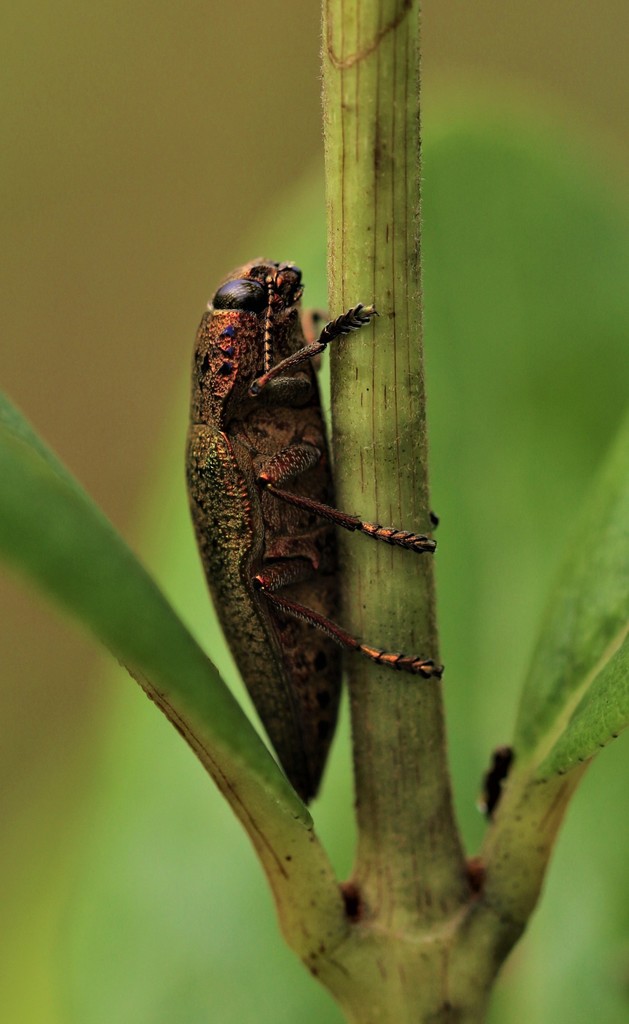 Lampetis muata