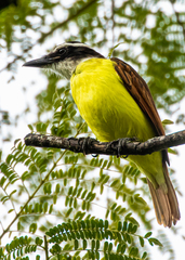 Pitangus sulphuratus