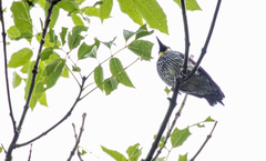 Melanerpes formicivorus