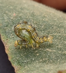 Sangalopsis microleuca