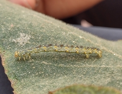 Sangalopsis microleuca
