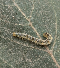 Sangalopsis microleuca