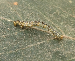 Sangalopsis microleuca