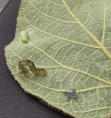 Sangalopsis microleuca