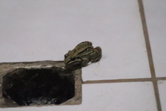 Leptodactylus mystacinus