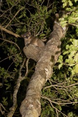 Lepilemur milanoii