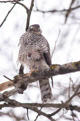 Accipiter nisus