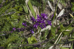 Oxytropis coerulea coerulea