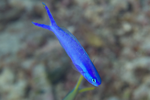 Blue tilefish (Hoplolatilus starcki) — Malacanthidae — 2