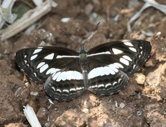 Neptis jumbah nalanda