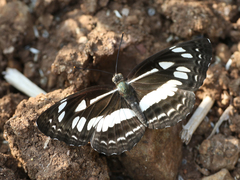 Neptis jumbah nalanda