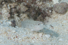 Ctenogobiops mitodes