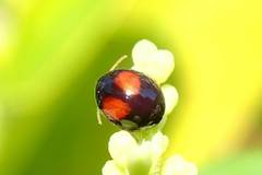 Argopistes coccinelliformis