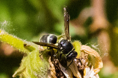Pachodynerus californicus