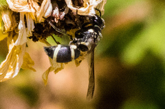 Pachodynerus californicus
