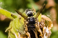 Pachodynerus californicus
