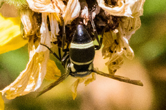 Pachodynerus californicus