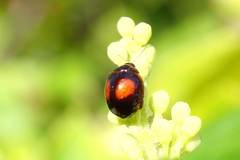 Argopistes coccinelliformis