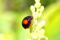 Argopistes coccinelliformis
