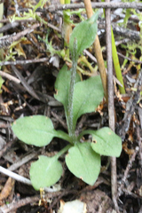 Pterostylis puberula