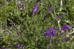 Oxytropis coerulea coerulea