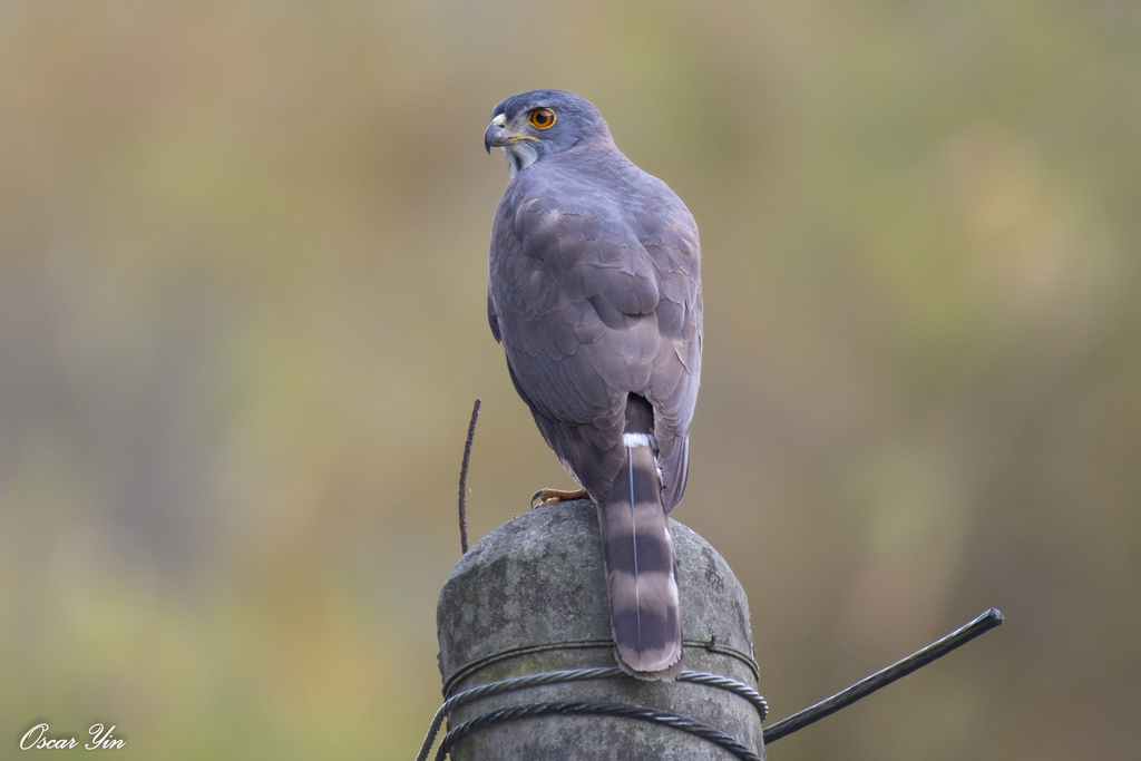 Crested Goshawk