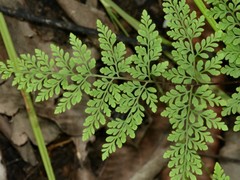 Cheilanthes tenuifolia