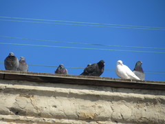 Columba livia domestica