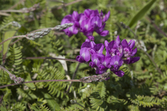 Oxytropis coerulea coerulea