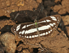Neptis hylas varmona