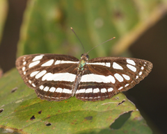Neptis hylas varmona