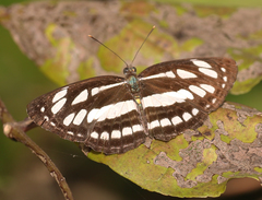 Neptis hylas varmona