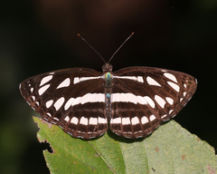 Neptis hylas varmona