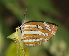 Neptis hylas varmona