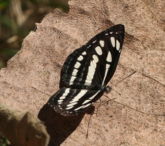 Neptis hylas varmona