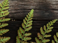 Cheilanthes tenuifolia