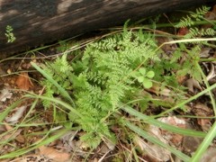 Cheilanthes tenuifolia