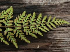 Cheilanthes tenuifolia