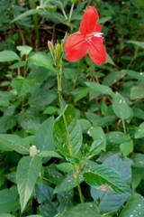 Ruellia elegans