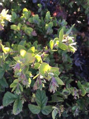Arctostaphylos cruzensis