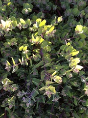 Arctostaphylos cruzensis
